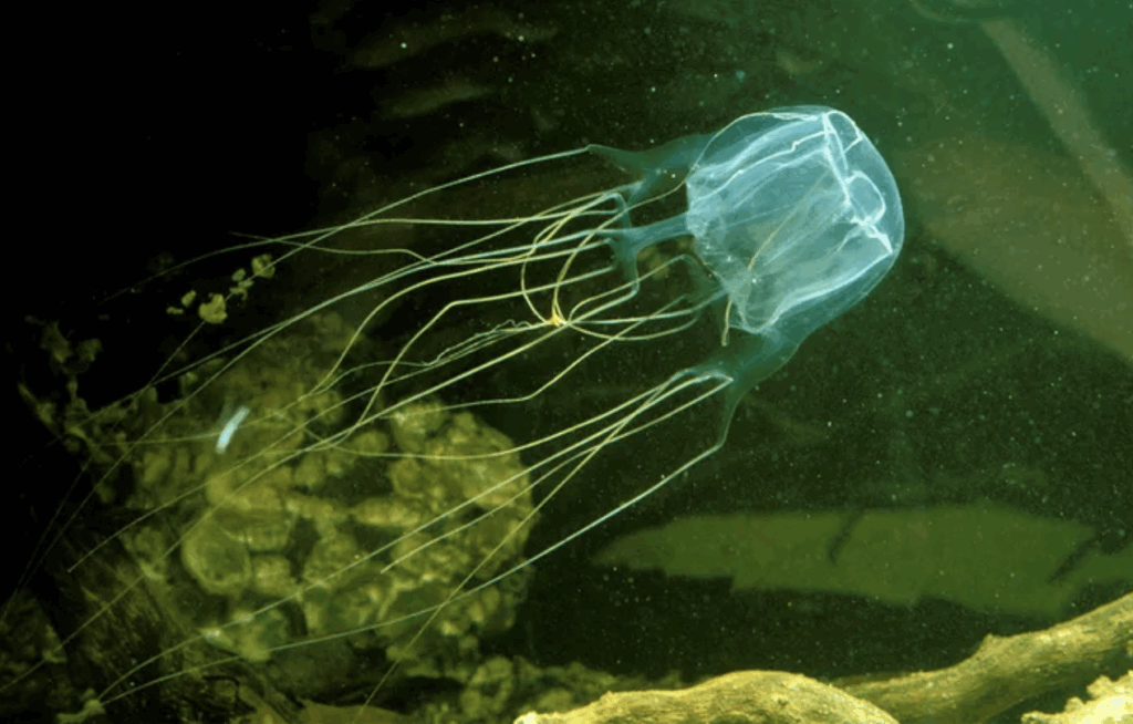 The Deadliest Animal in Each State